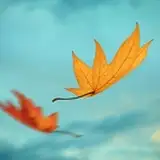 leaves from patreon