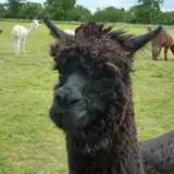 dyingllama from patreon