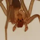 Recluse S from patreon