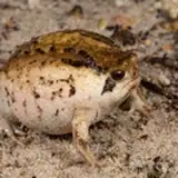 Frogzzi from patreon