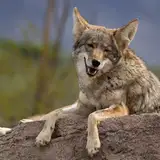 BiscuitYote from patreon