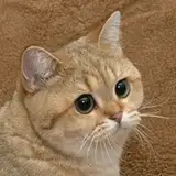 DominotheCat from patreon