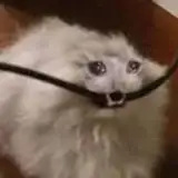 joemamaasmr from patreon