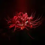 幽玄花 from patreon