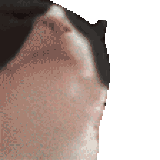 carcinogensda from patreon