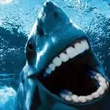 SharkRags from patreon